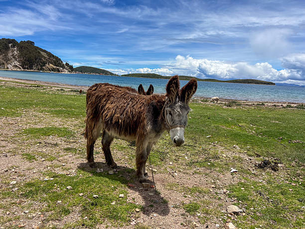 Brown donkey standing on grassy patch near a calm lake with hills in the background. Rustic animal in natural landscape with open sky. Farm animal outdoors in rural setting.