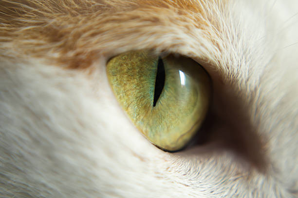 Macro close-up of cat’s eye in natural light, revealing detailed iris texture, visible veins and elliptical pupils—capturing feline vision and natural beauty