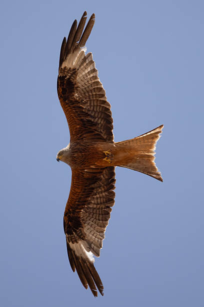 istock a red kite flies in the blue sky 2224728980