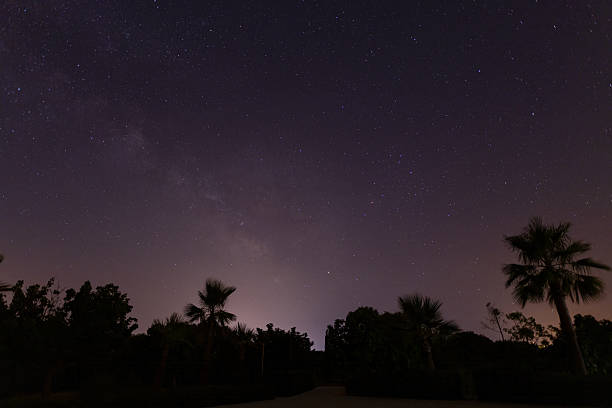 starry sky with palm trees in the foreground