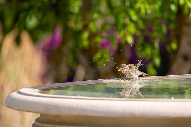 Pigeons on fountain water in Malaga in the cathedral garden