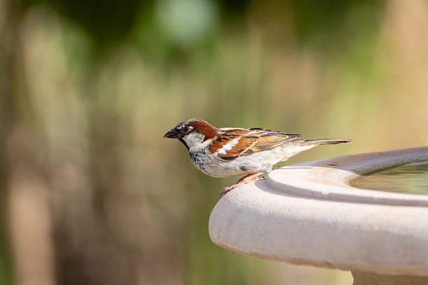 istock a male sparrow sits on a fountain edge 2224730414