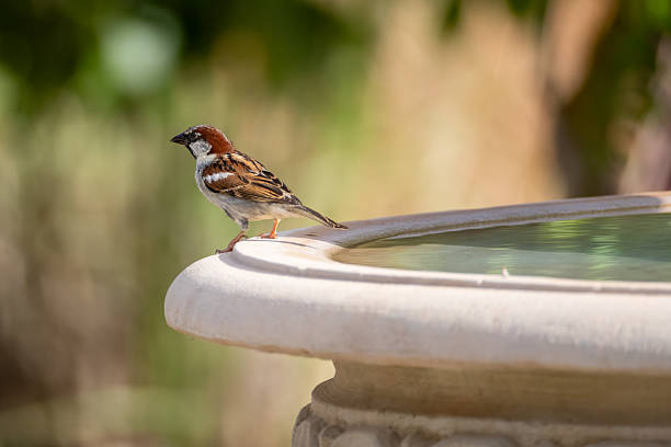 istock a male sparrow sits on a fountain edge 2224730416