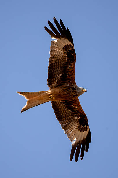 istock red kite soars in the blue sky 2224730468