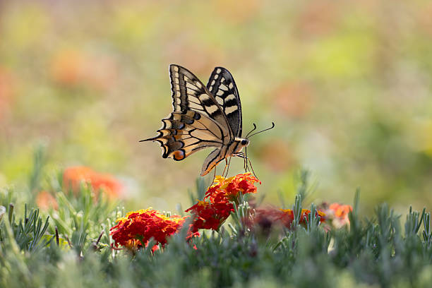 swallowtail butterfly on an orange blossom