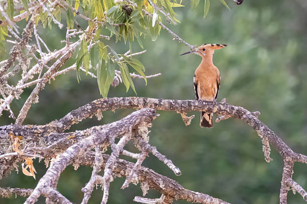 one hoopooe sits an a dead branch of a tree