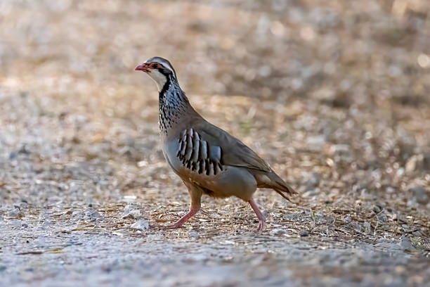 istock red-legged patridge crosses a gravel path 2224730551