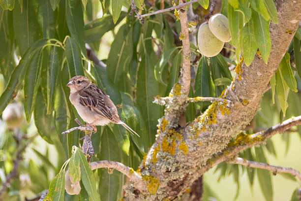 the sparrow on the almond tree