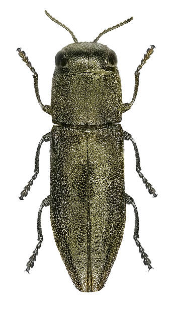 istock Metallic woodboring beetle or Anthaxia beetle 2224730849