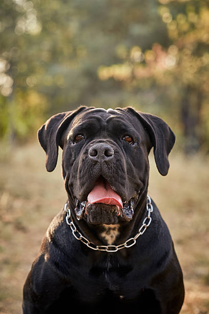 istock A large Cane Corso dog walks in the autumn forest. Black Cane Corso. Walking with a dog 2224733397