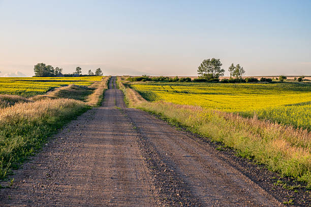 Sunset over a gravel road between fields on the Saskatchewan prairies