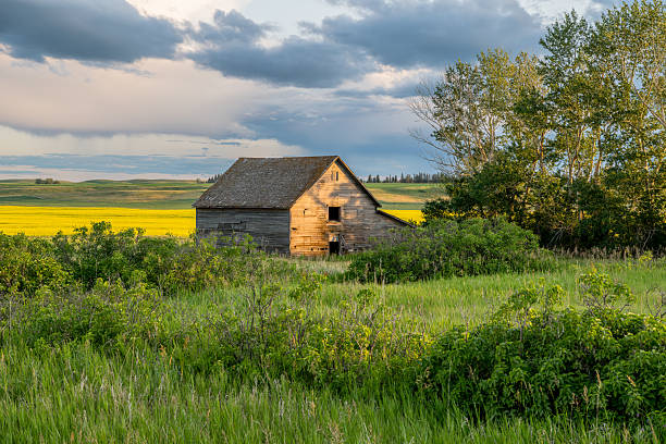 An abandoned barn on the prairies in Saskatchewan with a canola field in the background