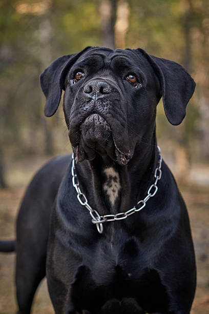 istock A large Cane Corso dog walks in the autumn forest. Black Cane Corso. Walking with a dog 2224733588