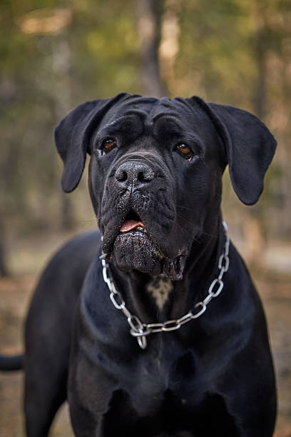 istock A large Cane Corso dog walks in the autumn forest. Black Cane Corso. Walking with a dog 2224733595