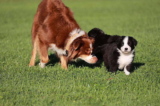 istock A dog is sniffing another dog in a grassy field 2224734560