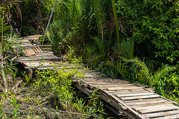 istock The way from the boards is heading to the jungle 2224736181
