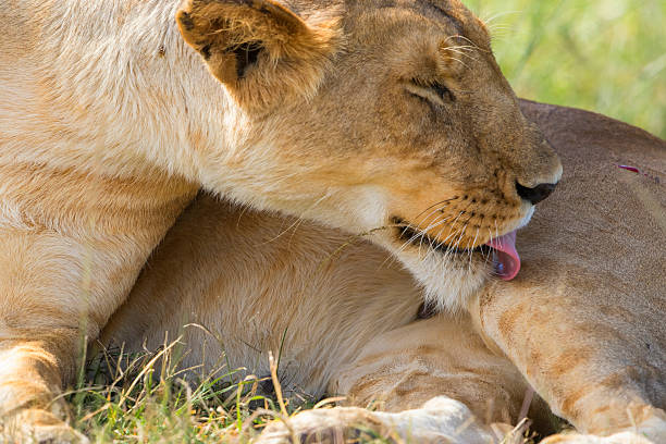 Lioness licking her leg with her tongue
