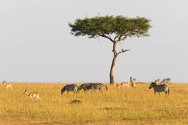 istock Single tree on the savanna with wildlife 2224736904