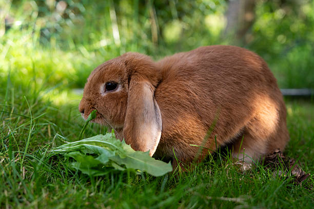 istock Adorable lop-eared bunny resting on lush green grass under sun. Fluffy pet rabbit in natural meadow setting, ideal for countryside themes. 2224737101