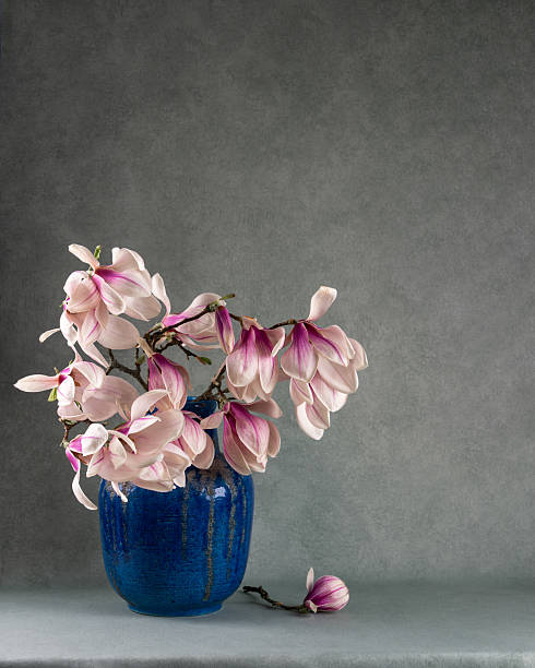 istock Soft pink magnolia flowers in simple blue vase. Ceramic texture, gray neutral background. Romantic, delicate, spring floral still life for calm, aesthetic design use. 2224737105