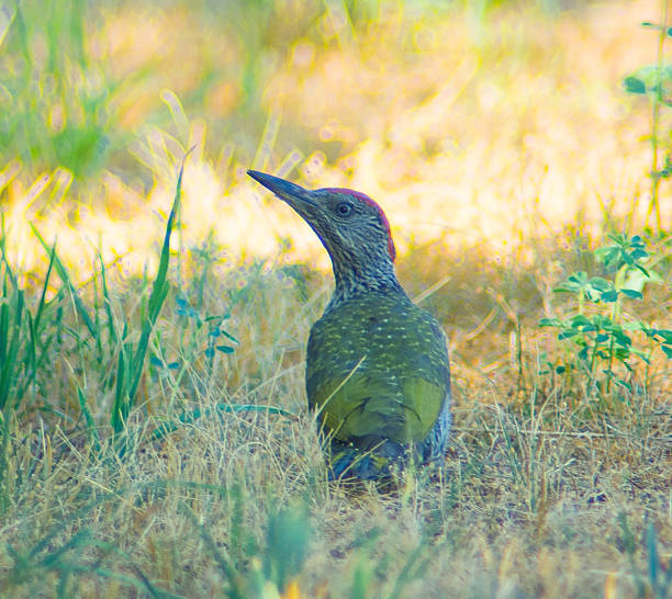 Green woodpecker sitting in short, dry grass. Its body features a mix of green and yellowish plumage with a distinctive red cap on its head. The bird's long, pointed beak is suited for pecking wood.