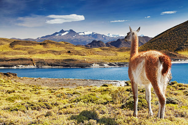 istock Torres del Paine, Patagonia, Chile 2224741303