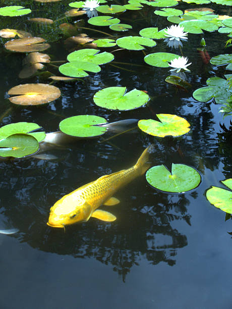 istock White water lilies and golden carp 2224741492
