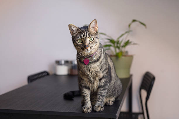 istock Tabby cat, Gray striped cat sitting on the kitchen table 2224741665