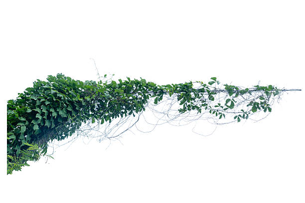 istock Green vines plant  and vine shoots isolated on white background. 2224742225