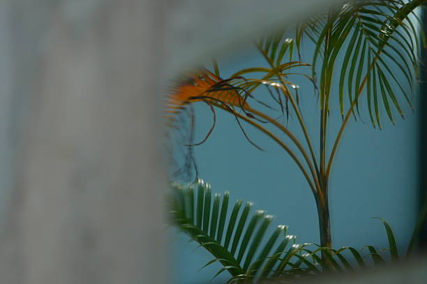 Window of a house in the interior of Rio Grande do Norte with a view of the coconut tree, Brazil