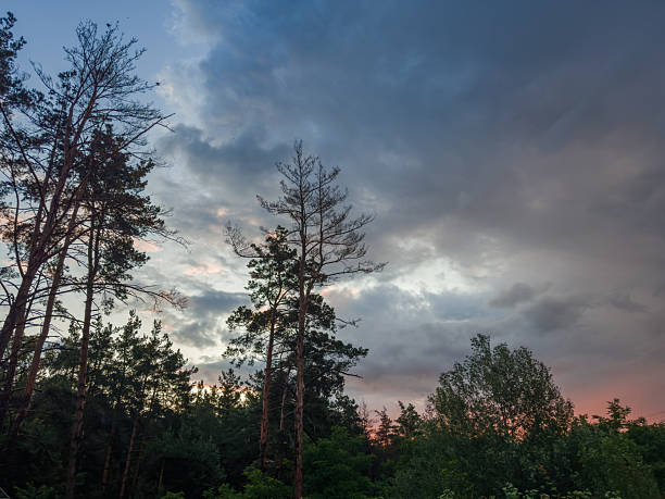 Old high pines on a forest edge against the cloudy sky in summer sunny evening at sunset