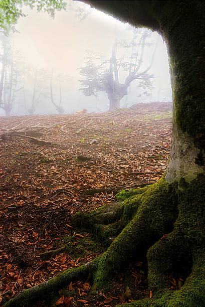 istock Dawn in the mist of Gorbea Natural Park 2224747080