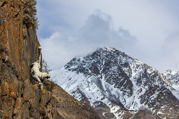 Snow leopard statue climbing rocky cliff in majestic mountains