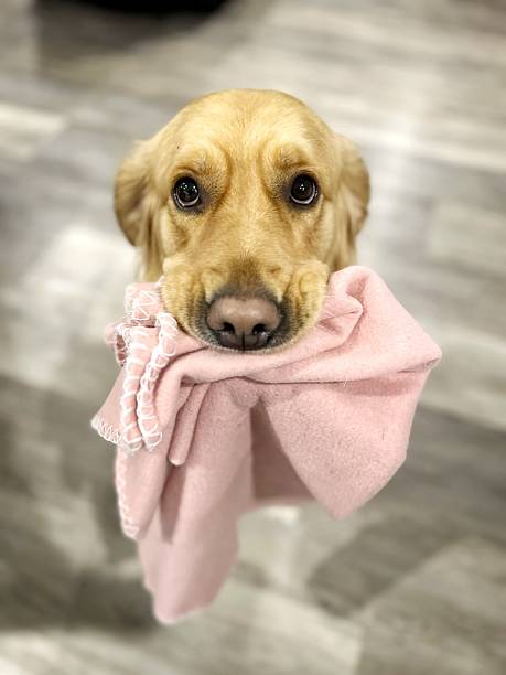 A beautiful golden retriever dog holding a pink blanket