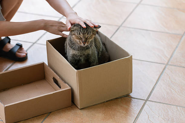 istock Tabby cat sitting snugly in a parcel box, being gently petted on the head. 2224749002