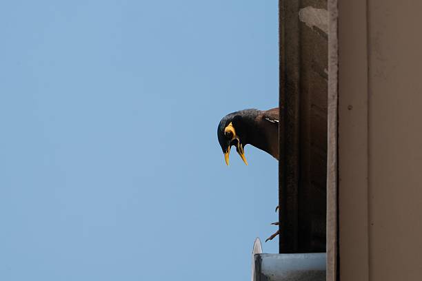 Bird wildlife photo. Focus concept. Individual concept. Bird photography. Back to nature hobby.