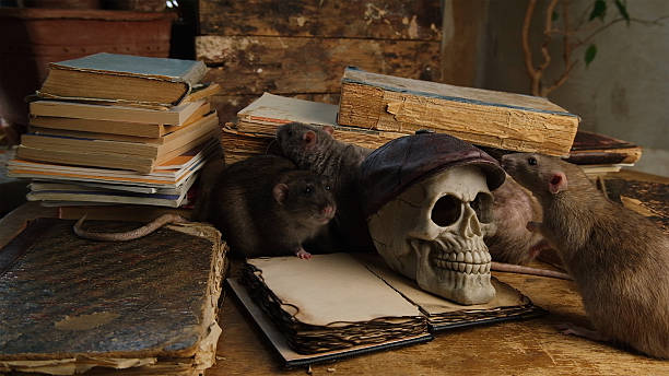istock Brown rats and old antique books and human skull. 2224749198