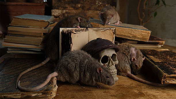 istock Brown rats and old antique books and human skull. 2224749199