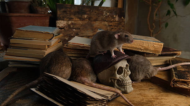 istock Brown rats and old antique books and human skull. 2224749205