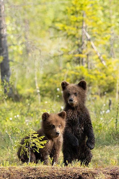 Two spring Brown Bear cubs are see in this photo.  The cubs are on a lake beach in Katmai National Park in Alaska.  One bear has a paw on the other bear and is sticking its tongue out.  The one bear appears to be nervous about the interaction.  These cubs were born in the spring and are 6 months old.  It is raining heavily in this photo.
