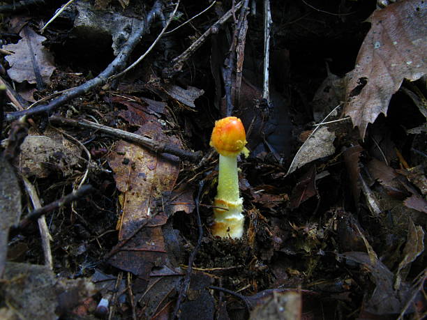 istock Leucocoprinus Birnbaumii Mushroom with Yellow Stem and Gills 2224749875
