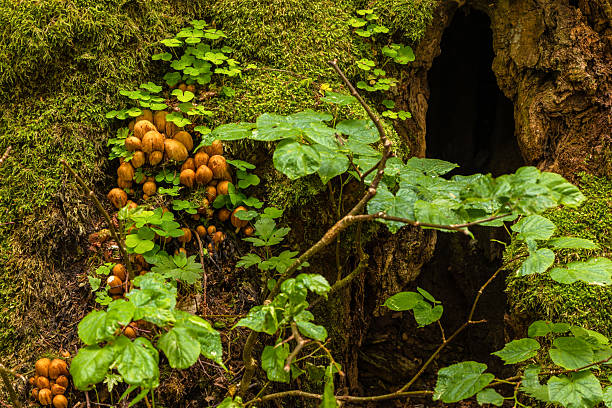istock Wild mushrooms growing at mossy tree base in Bialowieza Forest, Poland. 2224749974