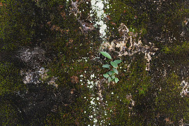 Green moss background. Strong concept. Texture background. Individual concept. Strength concept.