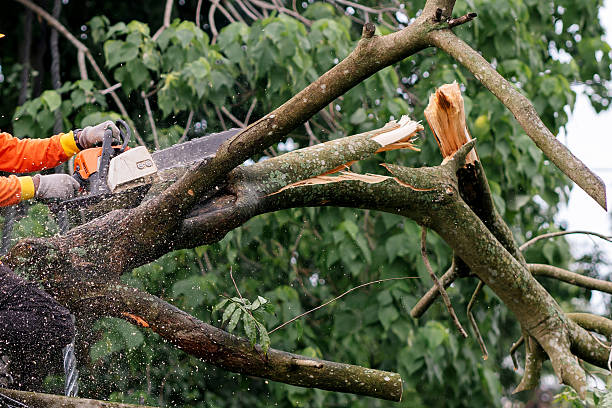 istock Hand carrying a chainsaw to cut a fallen tree after storm damage. 2224750859