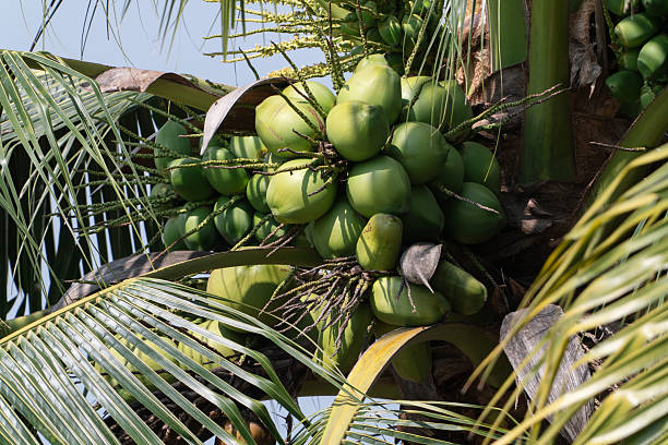 Young green coconut fruit hanging on tree. Asia fruits. Agricultural fruit tree. Individual concept. texture background.