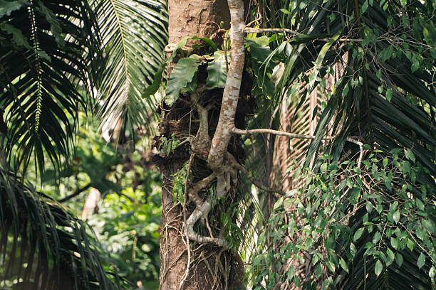 Tropical forest. Tropical rainforest. Various tree species. Back to nature concept. Future, Hope concept.