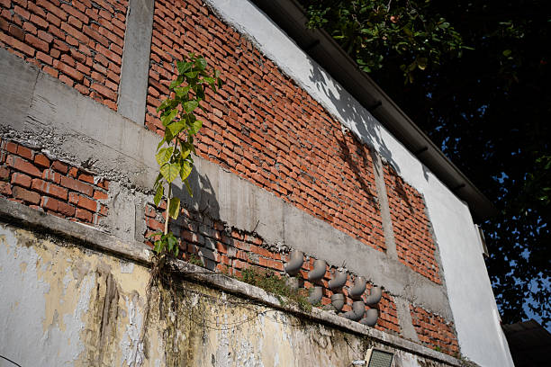 istock Small green plant growing against an old red brick wall with weathered concrete structure. 2224750909