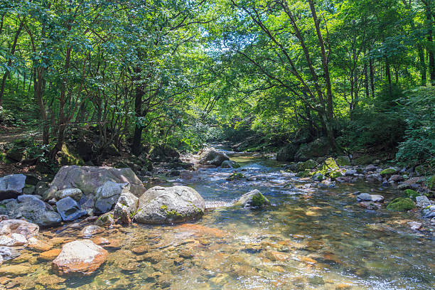 istock A valley in the forest with clear water flowing (Deokdong Valley) 2224751449