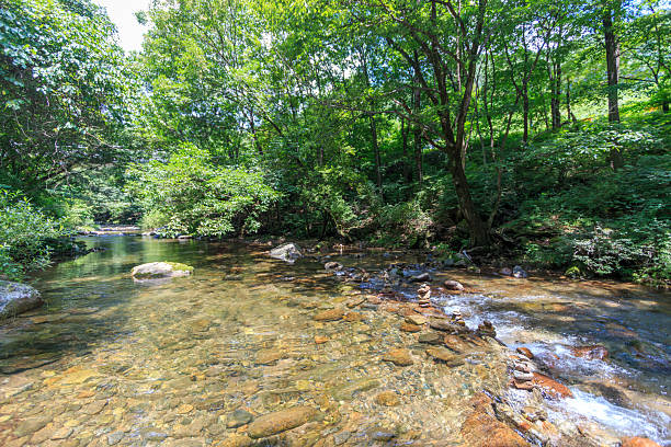 istock A valley in the forest with clear water flowing (Deokdong Valley) 2224751458