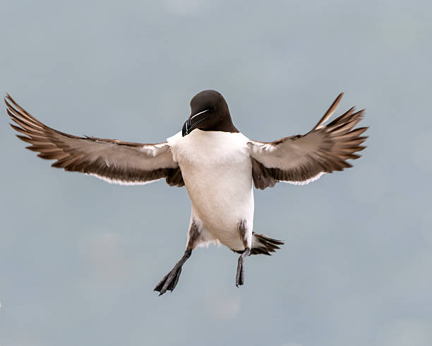 istock Razorbill in Flight (Alca torda), Scotland 2224752307